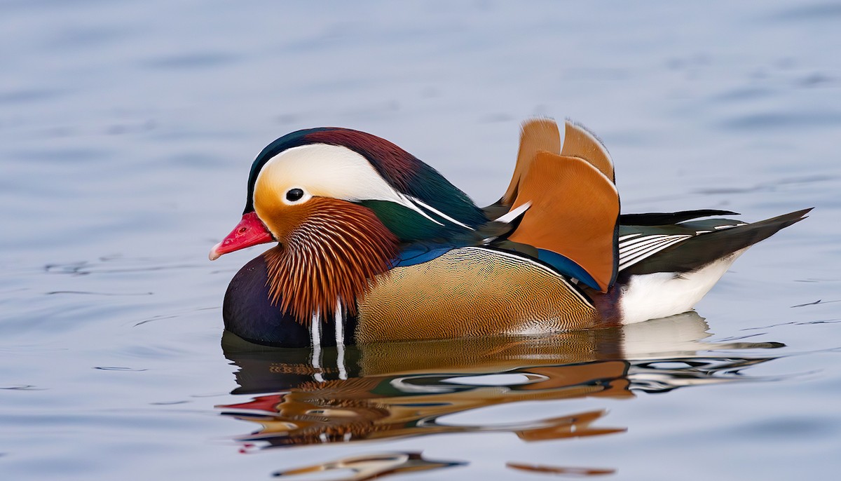 Мандир уранхажин - ML631619288