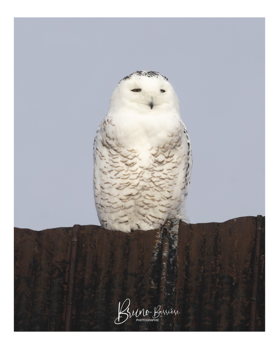 sovice sněžní - ML631619557