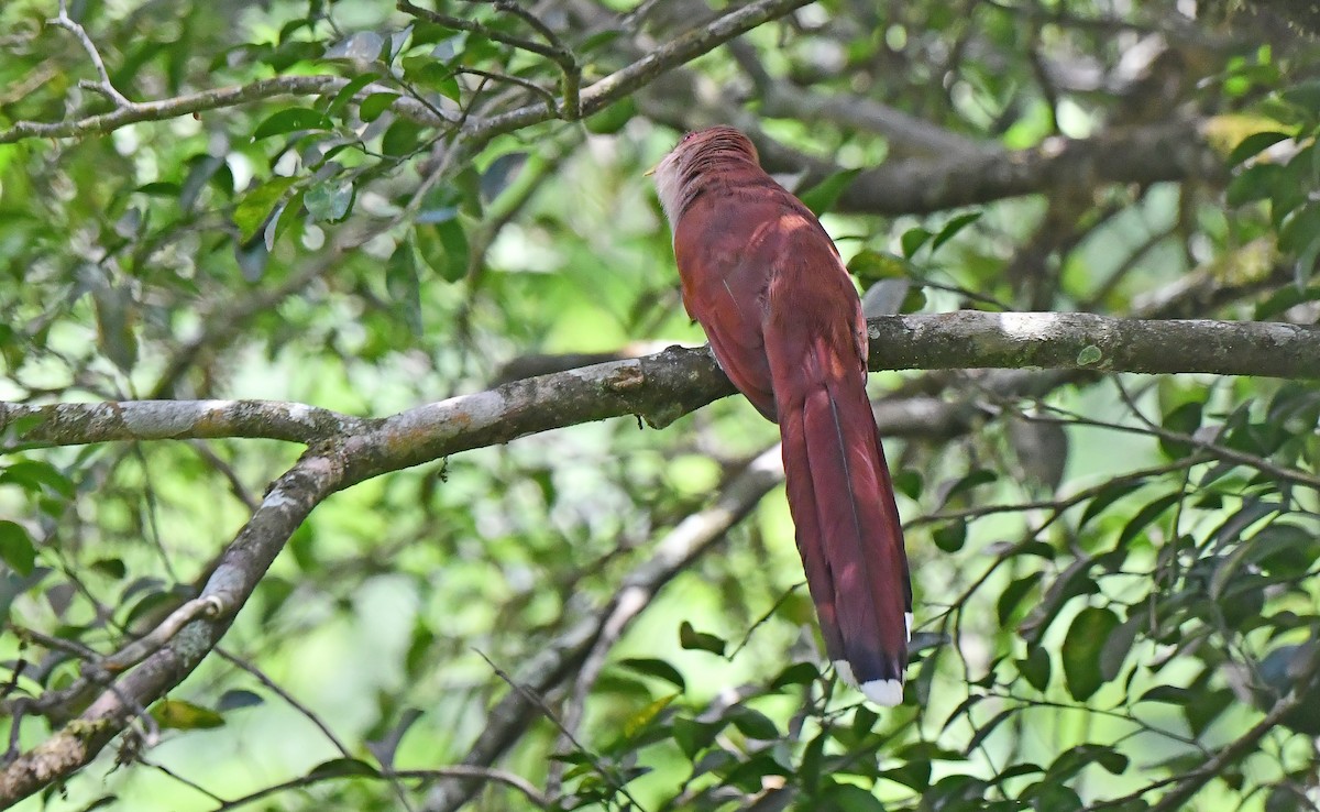 eBird Checklist - 16 Feb 2025 - RN Rancho Camaná - 21 species