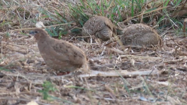 Rock Bush-Quail - ML631619810