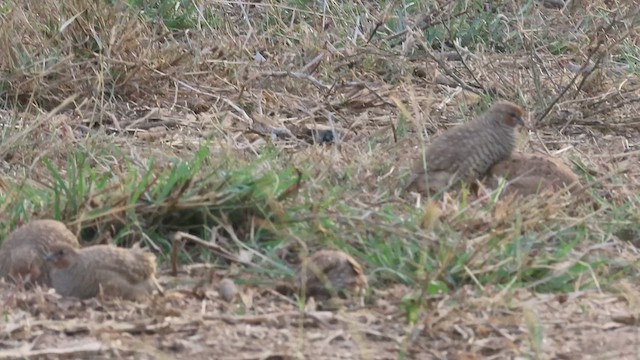Rock Bush-Quail - ML631619812