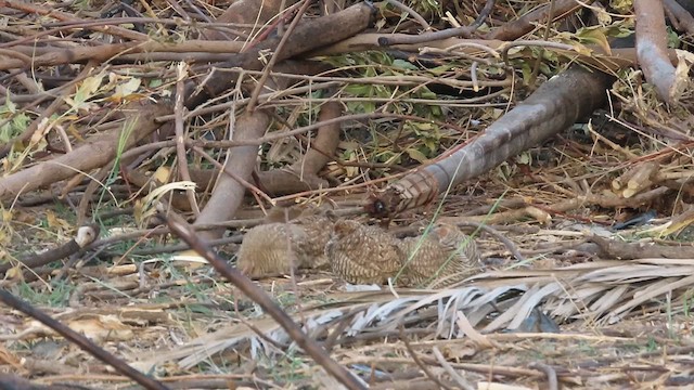 Rock Bush-Quail - ML631619816