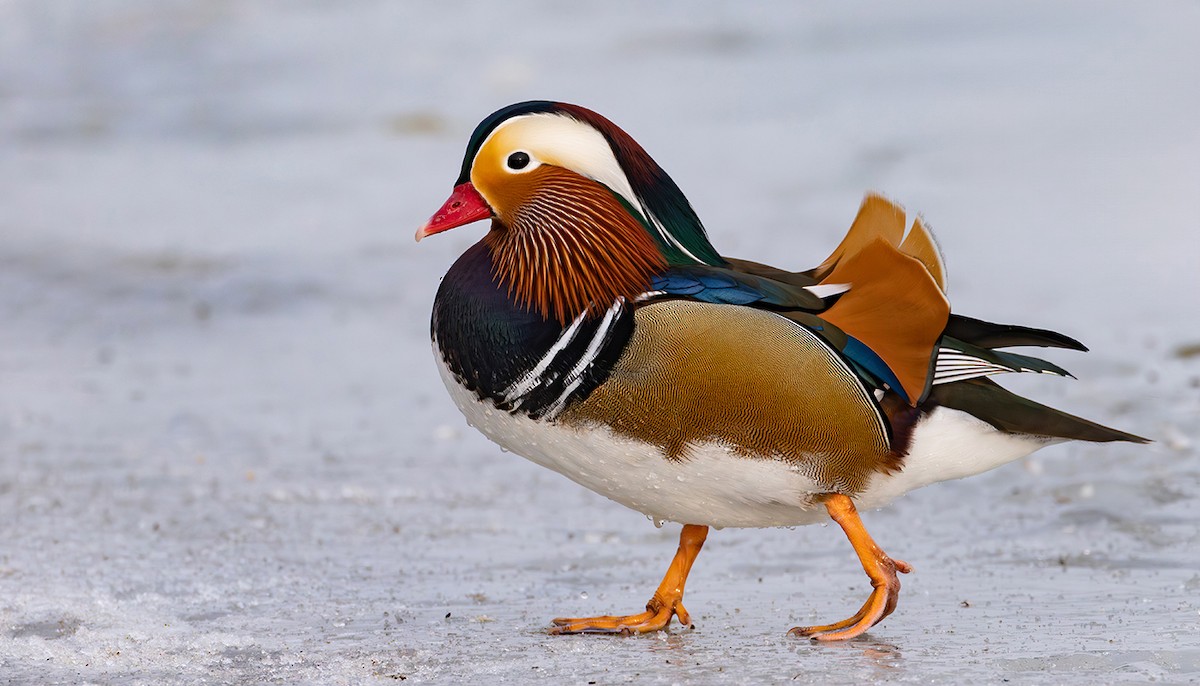 Мандир уранхажин - ML631619844