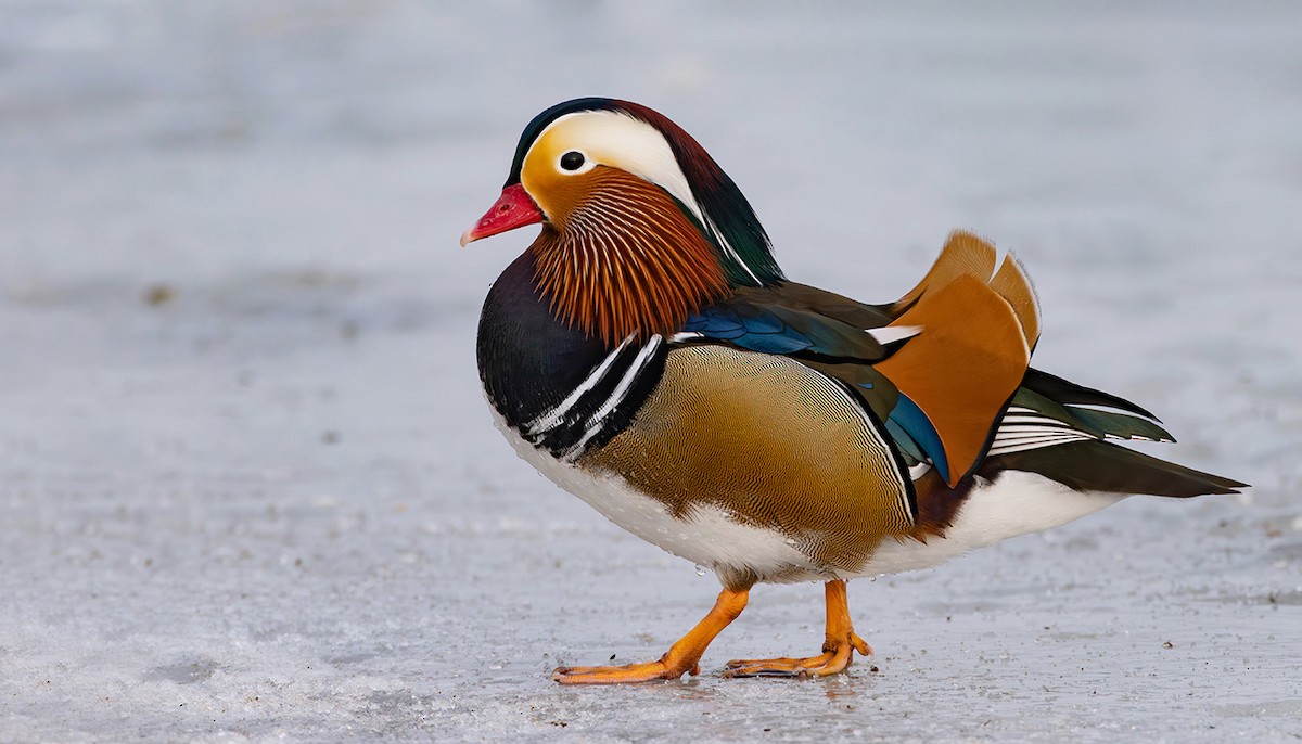 Мандир уранхажин - ML631619845