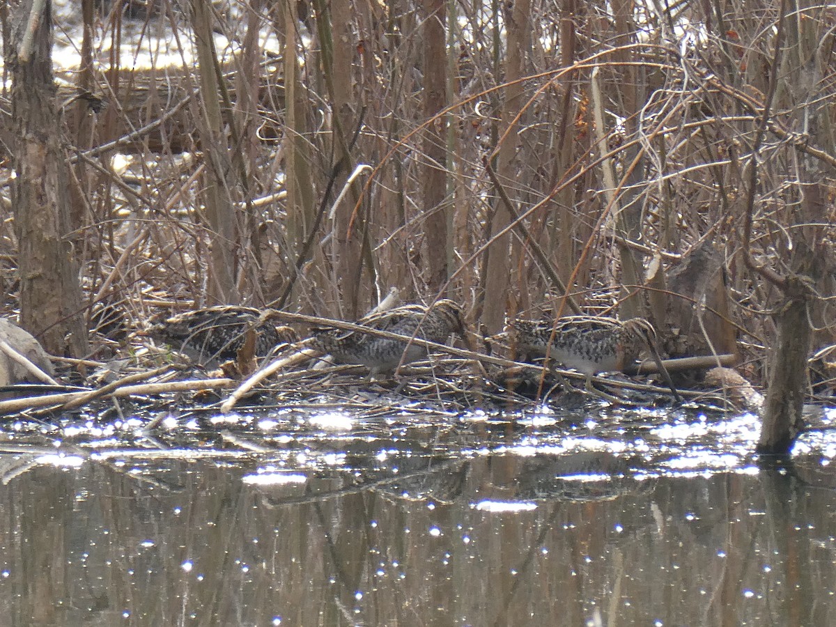 Wilson's Snipe - ML631620003
