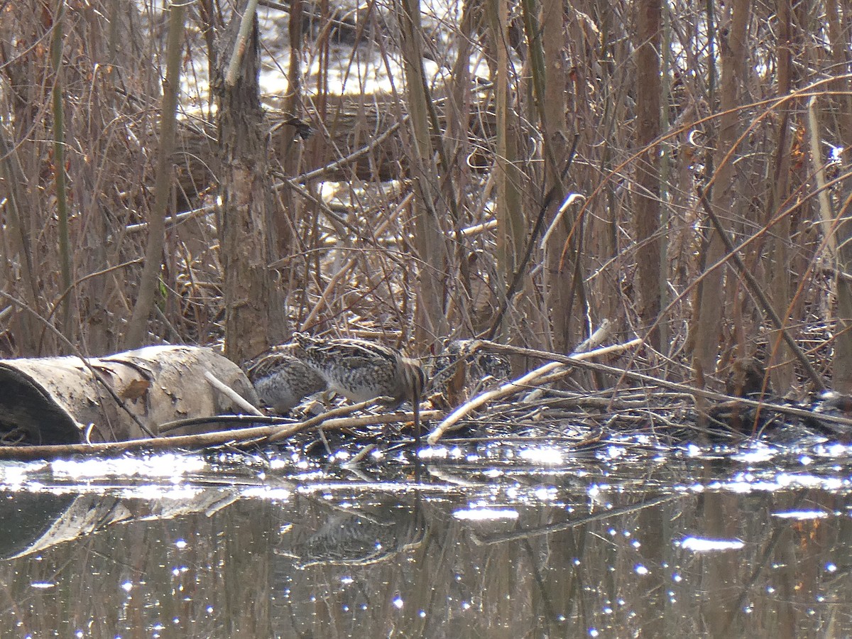 Wilson's Snipe - ML631620008