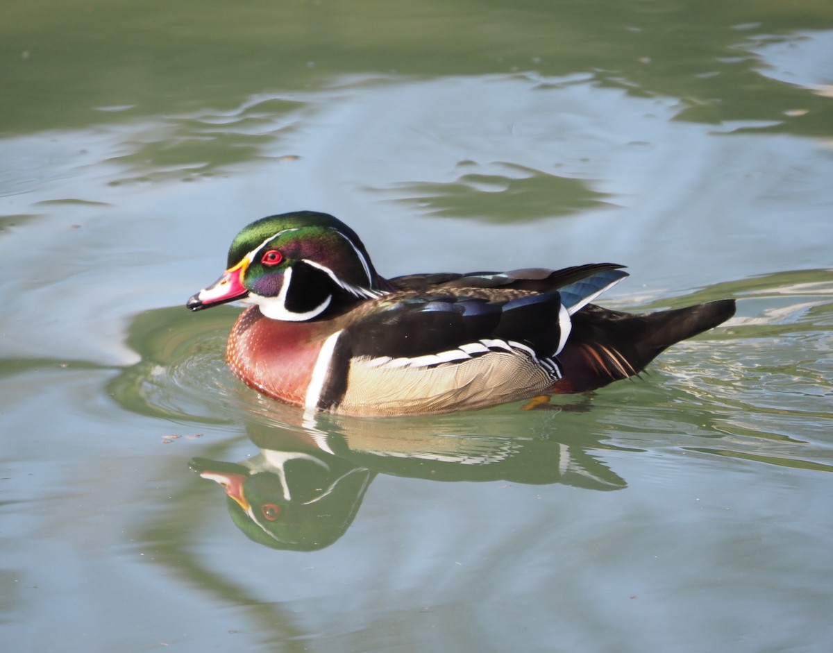 Wood Duck - ML631620041