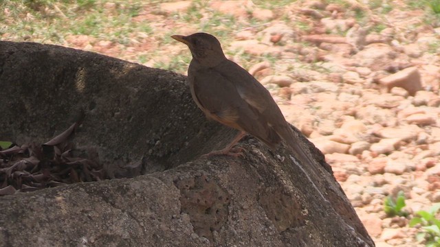 African Thrush - ML631620096