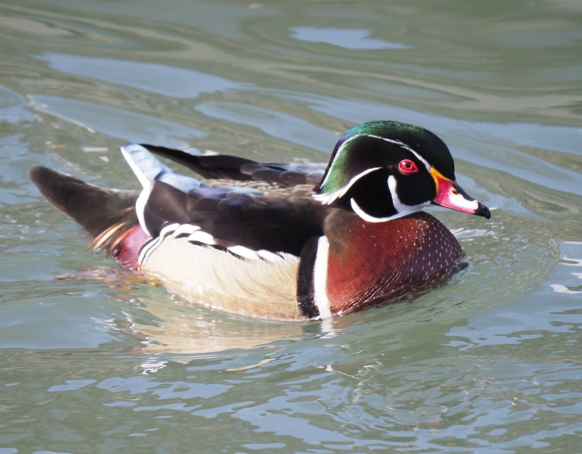 Wood Duck - ML631620209