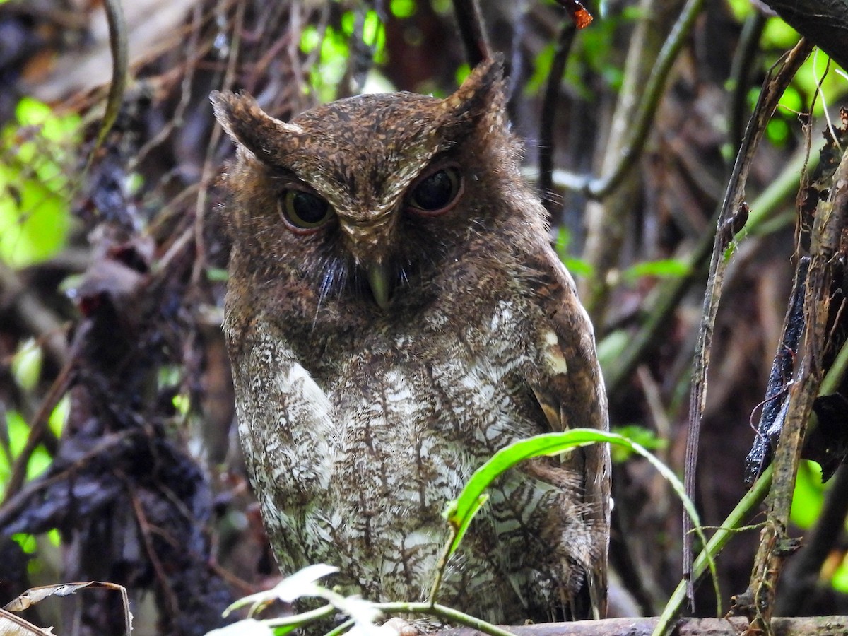 Choco Screech-Owl - ML631620216