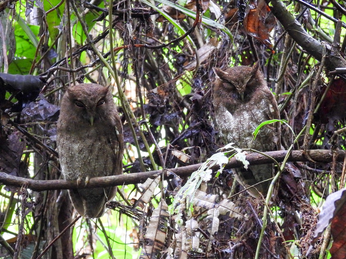 Choco Screech-Owl - ML631620217