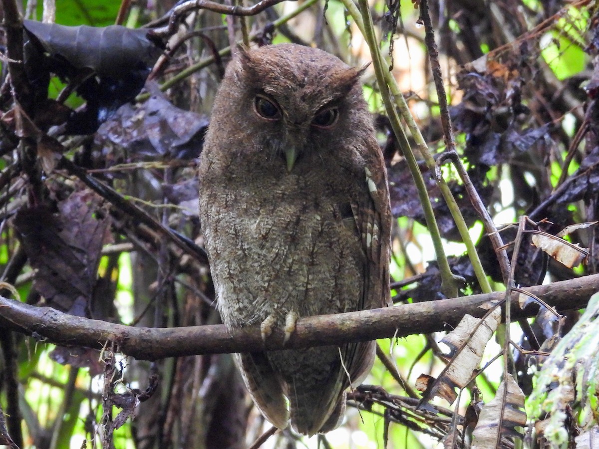 Choco Screech-Owl - ML631620218
