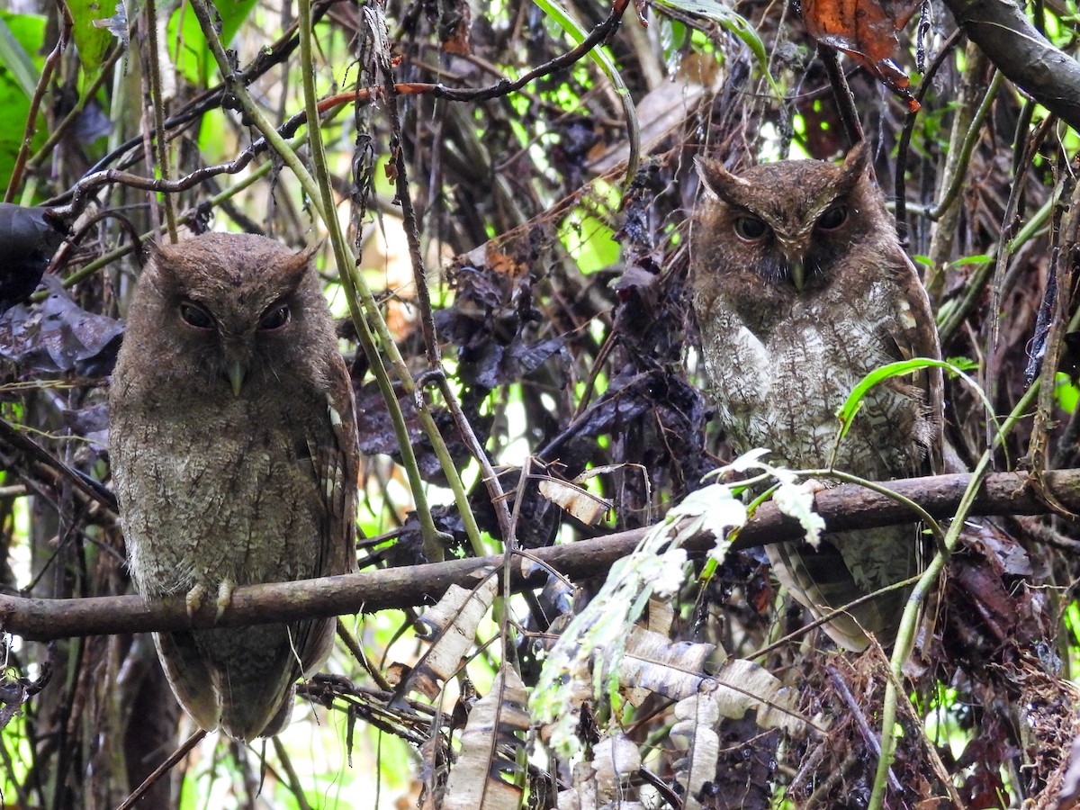 Choco Screech-Owl - ML631620220