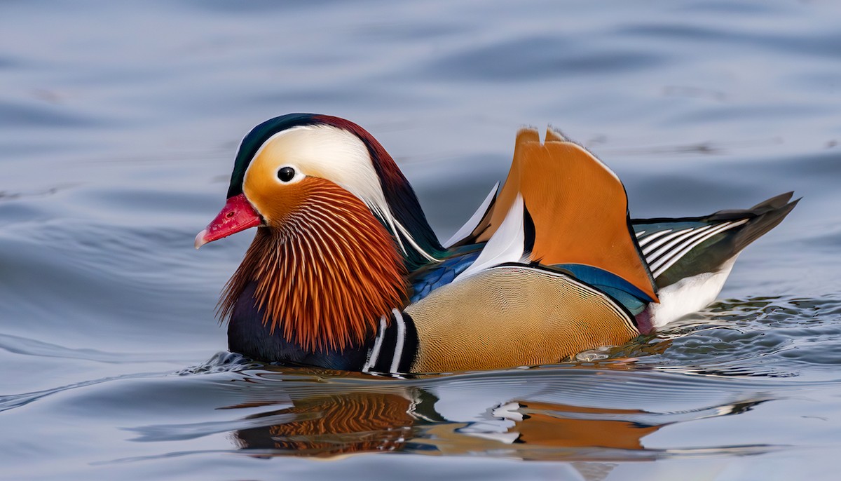 Мандир уранхажин - ML631620406