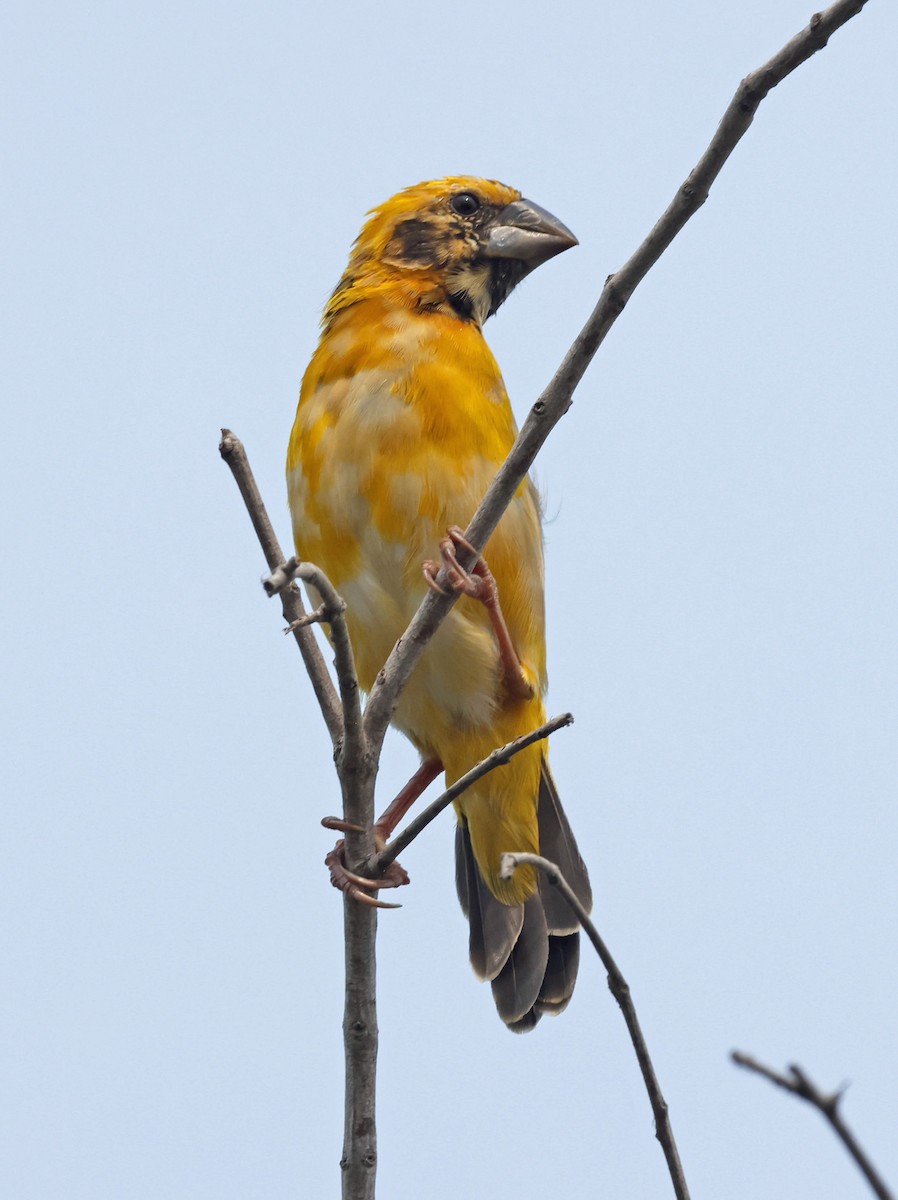 Asian Golden Weaver - ML631620609