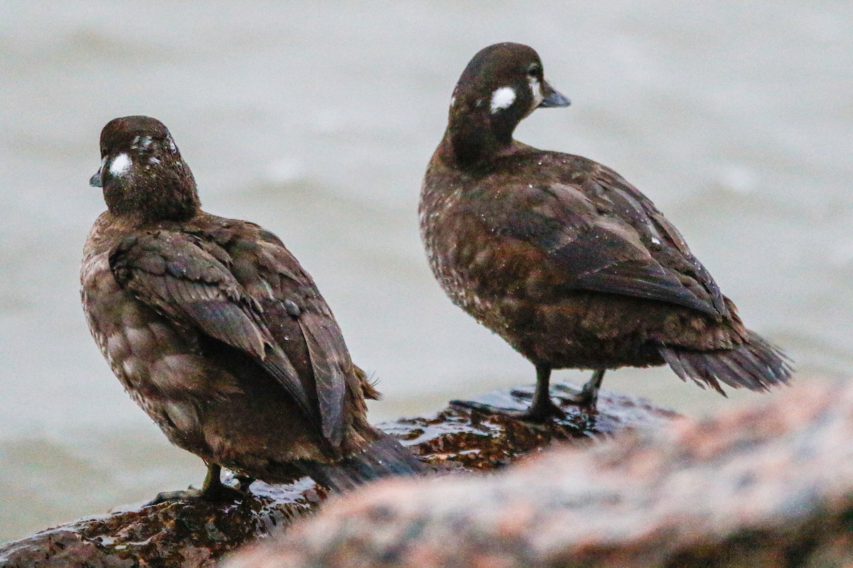 Harlequin Duck - ML631620650