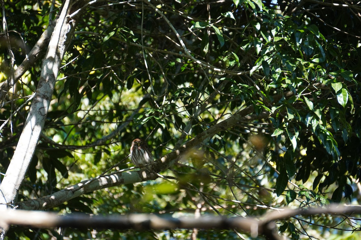 Ferruginous Pygmy-Owl - ML631620682