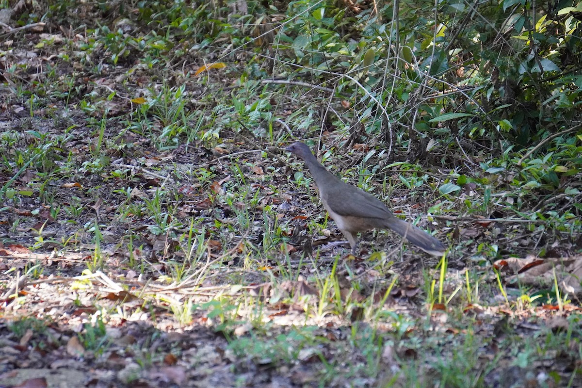 Plain Chachalaca - ML631620799