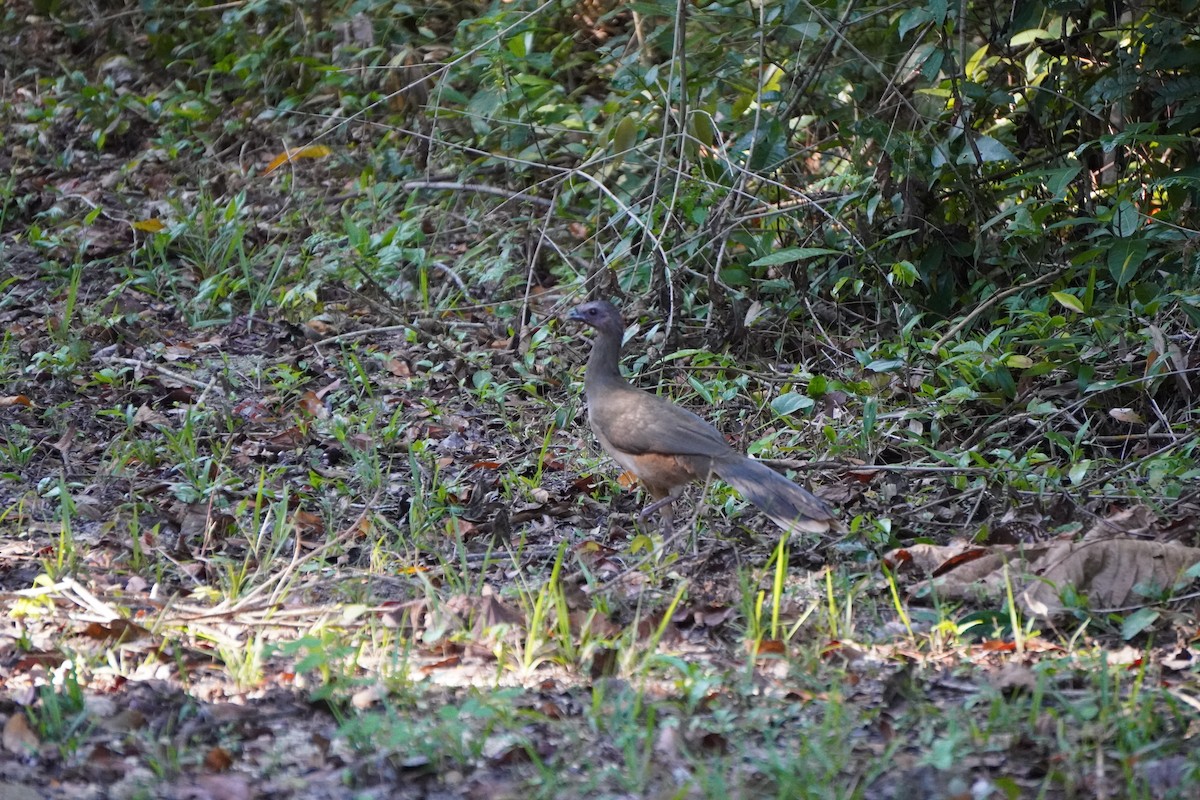 Plain Chachalaca - ML631620800