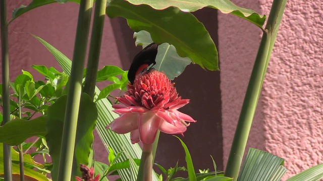 Scarlet-chested Sunbird - ML631620816