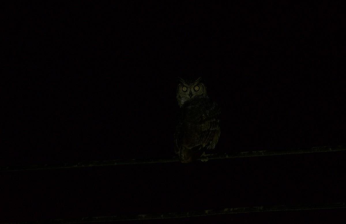 Arabian Eagle-Owl - ML631620856