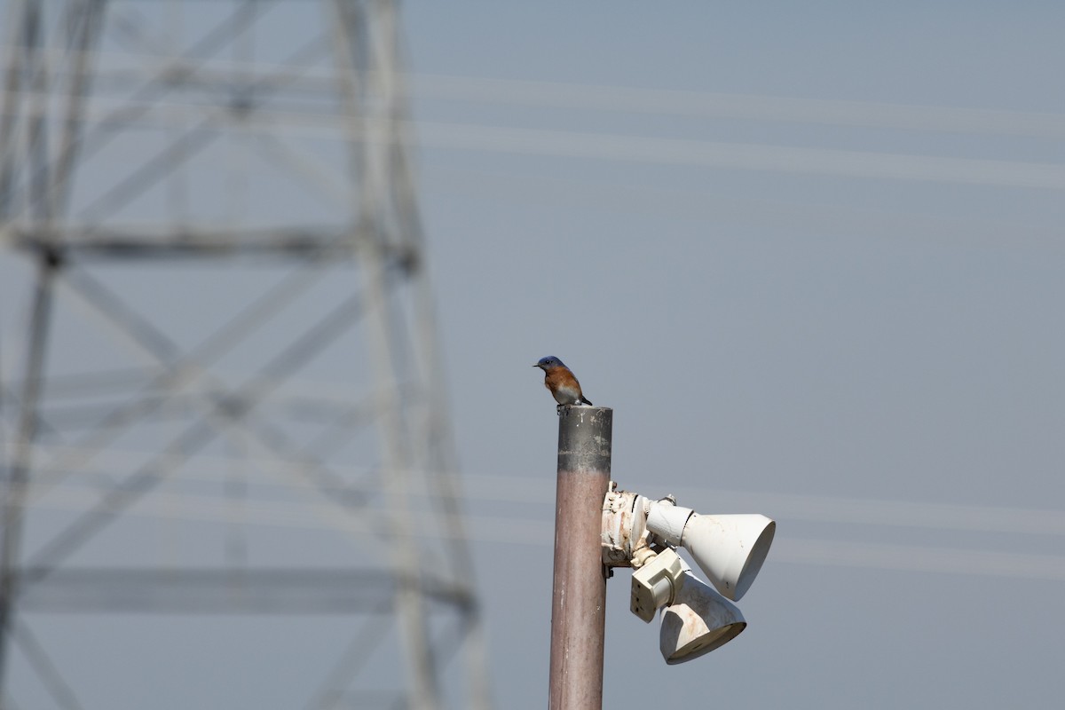 Eastern Bluebird - ML631620924