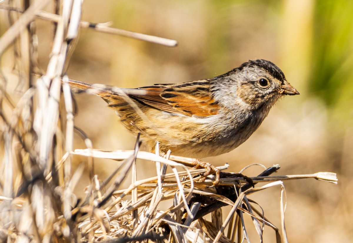 Swamp Sparrow - ML631620932