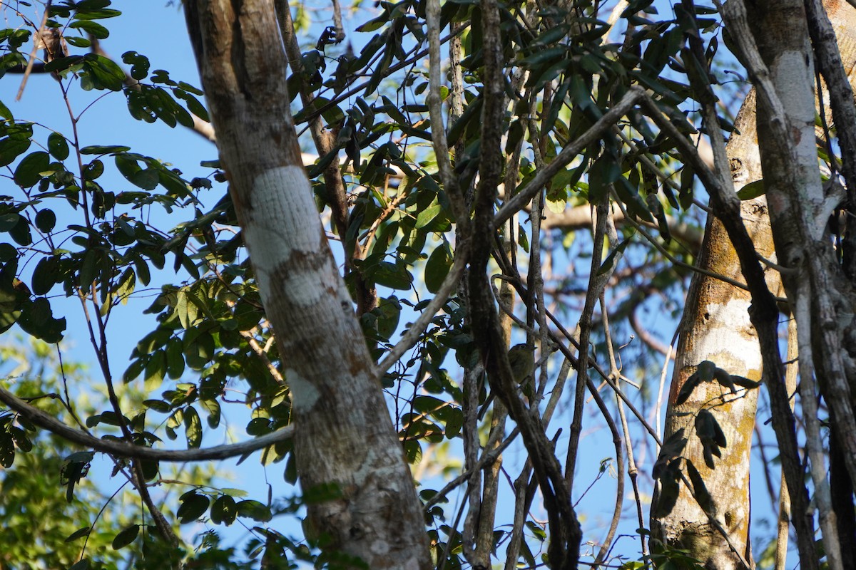 Eye-ringed Flatbill - ML631620937