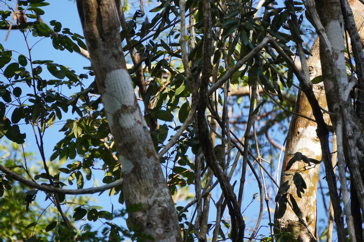 Eye-ringed Flatbill - ML631620938