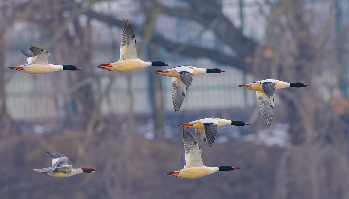 Common Merganser (Eurasian) - ML631621005