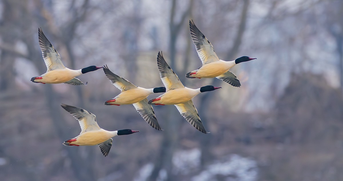 Common Merganser (Eurasian) - ML631621006