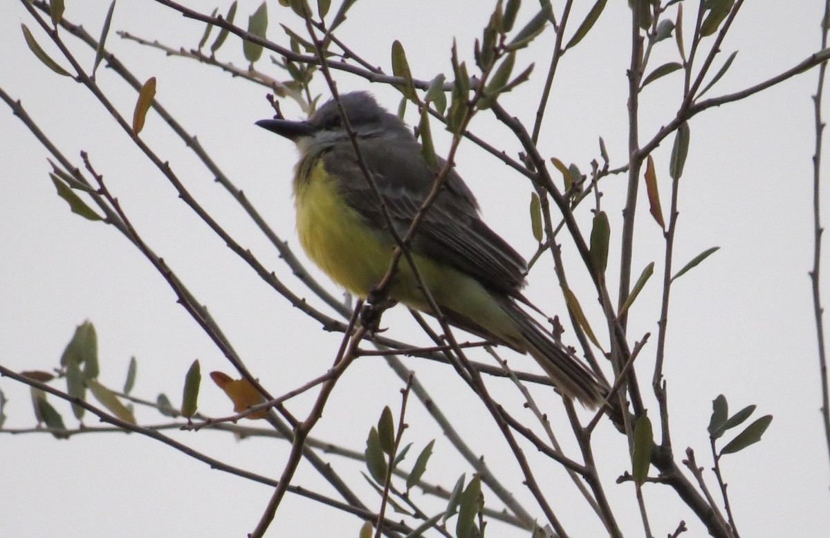 Tropical Kingbird - ML631621017