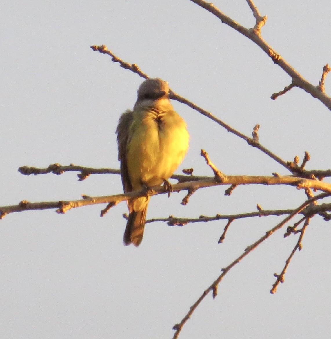 Tropical Kingbird - ML631621024