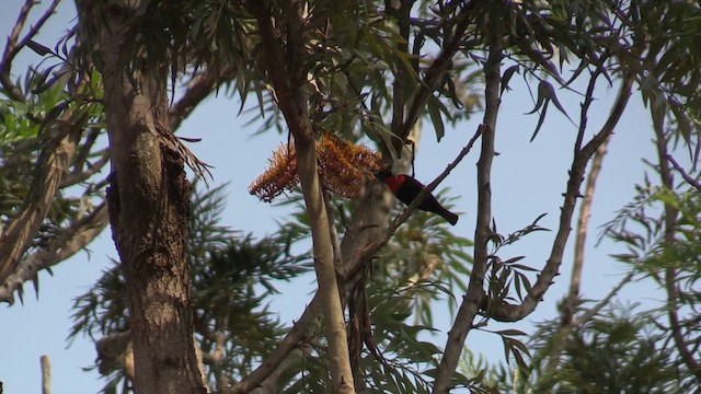Scarlet-chested Sunbird - ML631621025