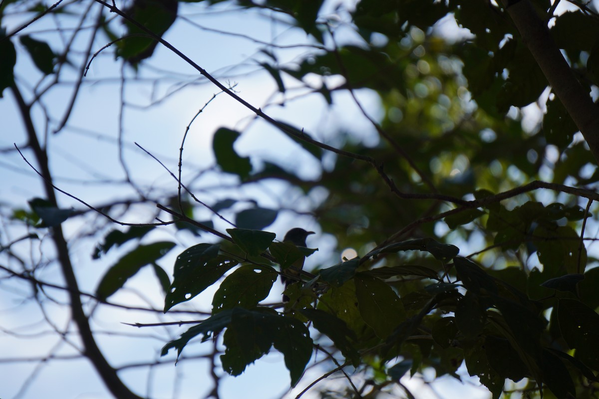 Northern Bentbill - ML631621087
