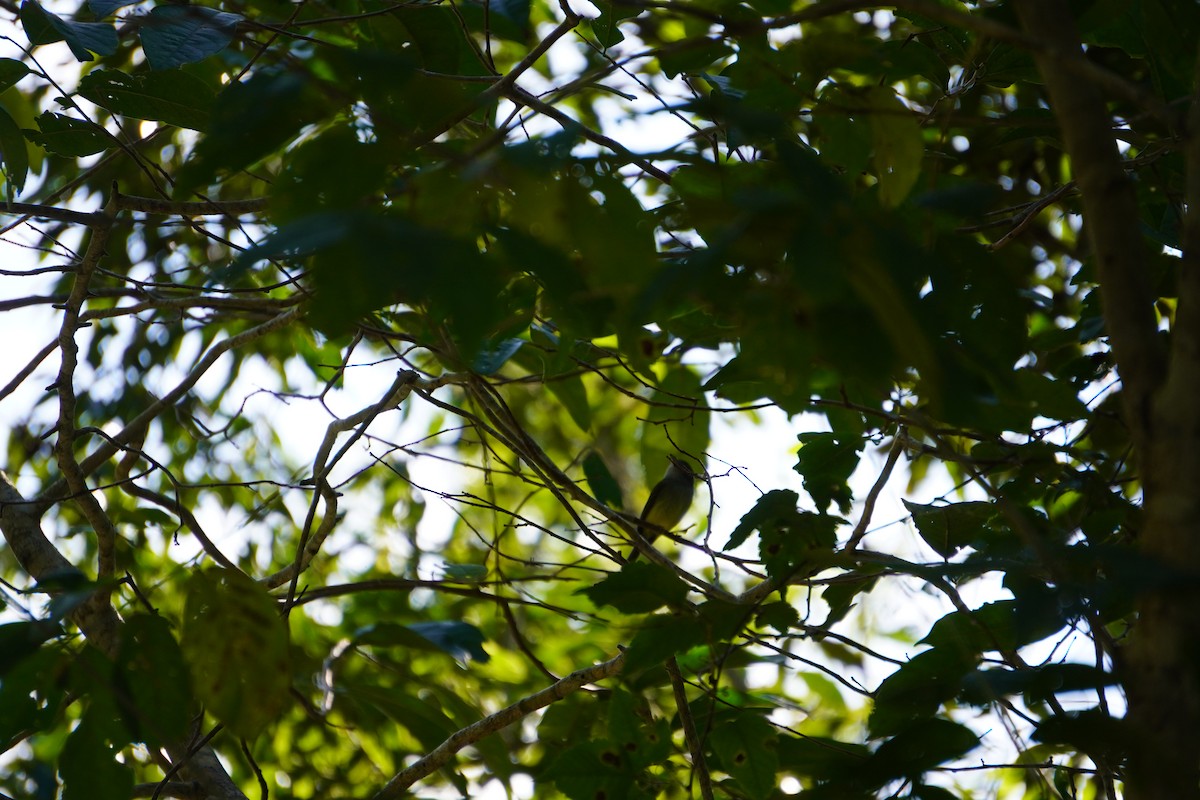 Northern Bentbill - ML631621088