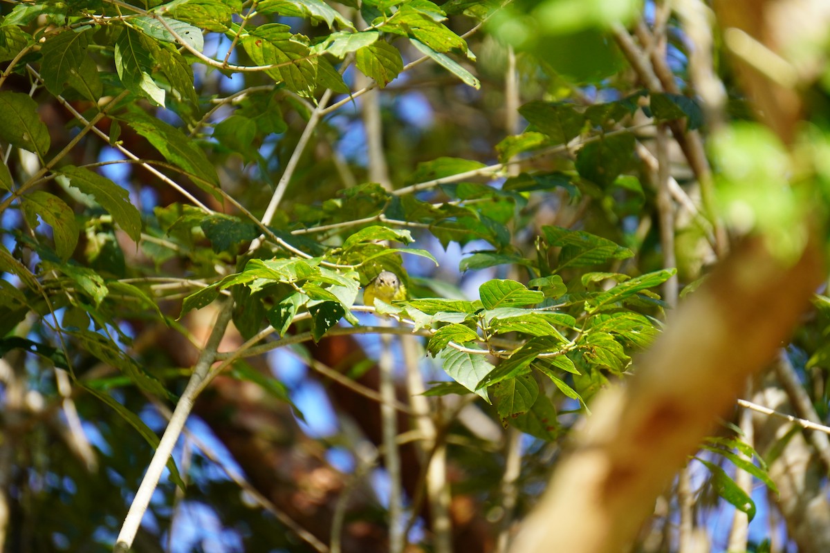 Magnolia Warbler - ML631621120