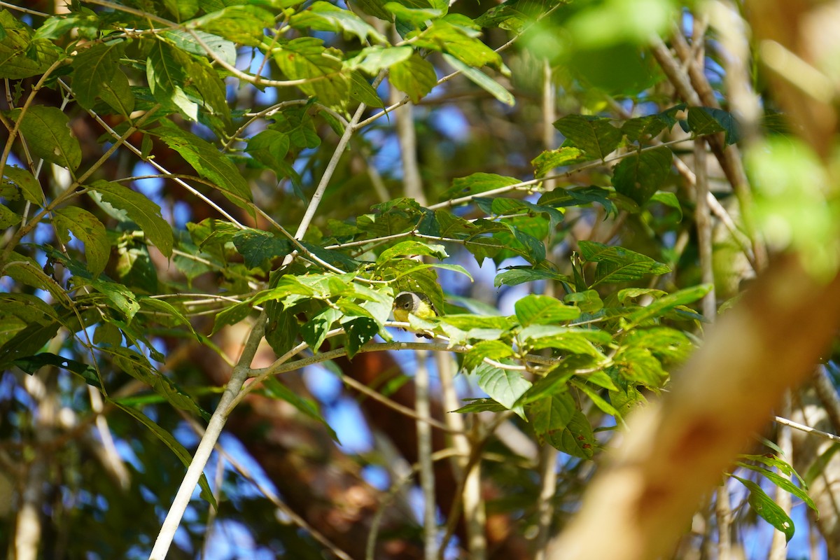 Magnolia Warbler - ML631621121