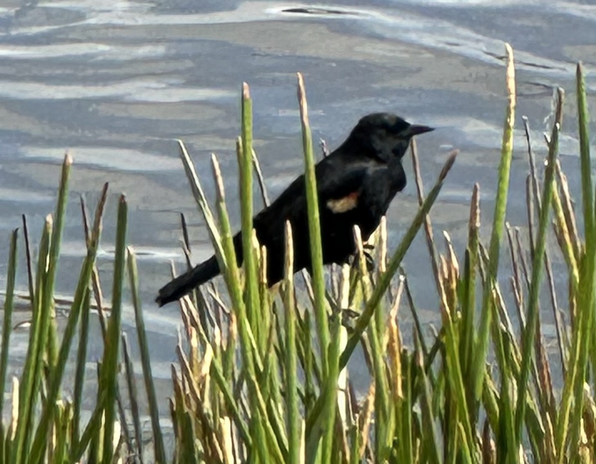 Red-winged Blackbird - ML631621172