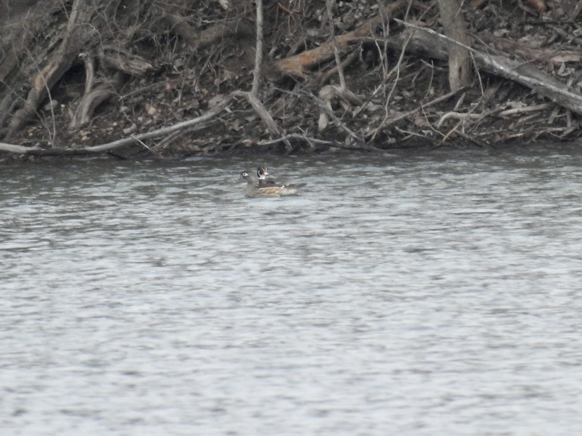 Canard branchu - ML631621222