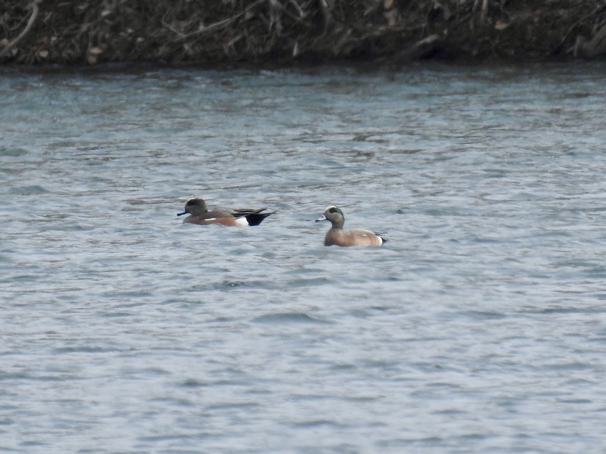 Canard d'Amérique - ML631621245