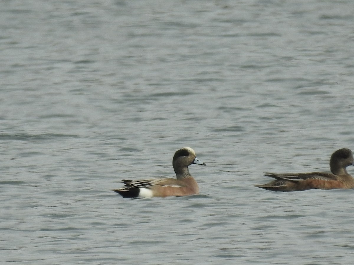 Canard d'Amérique - ML631621247