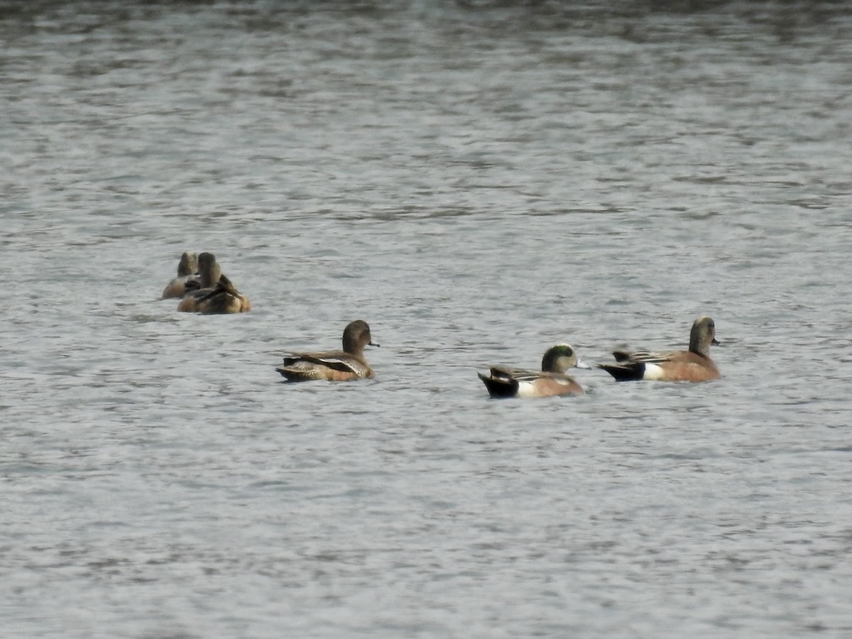 Canard d'Amérique - ML631621270