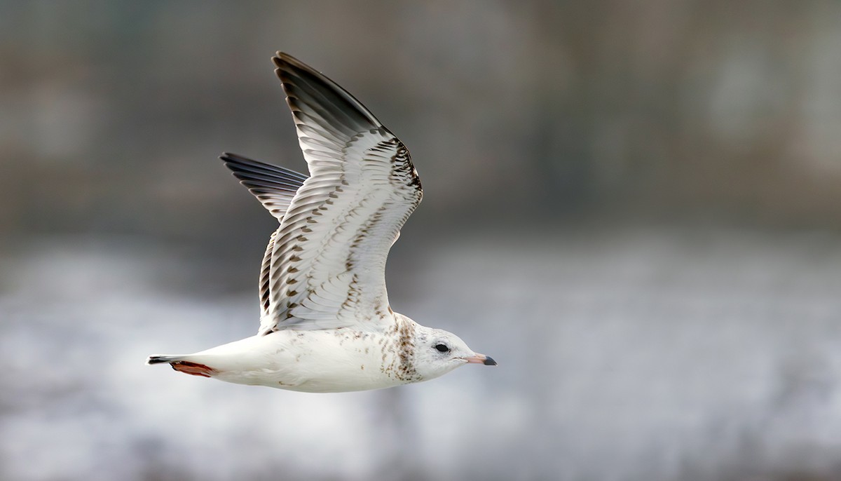 Үүлэн цахлай - ML631621496