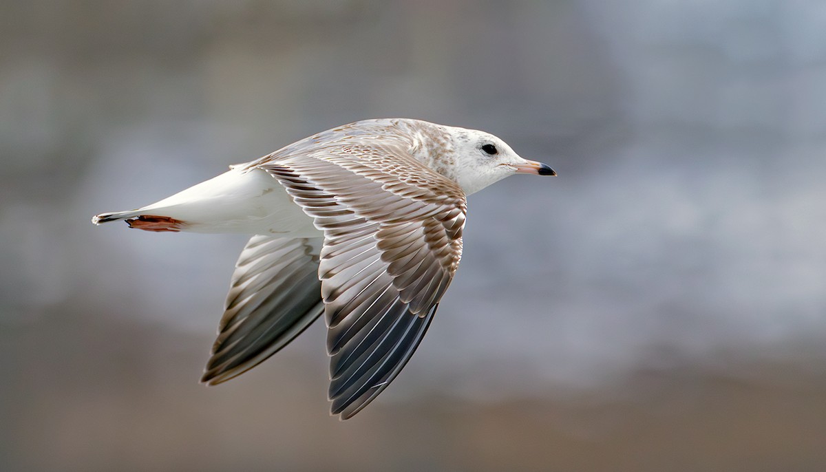 Үүлэн цахлай - ML631621497