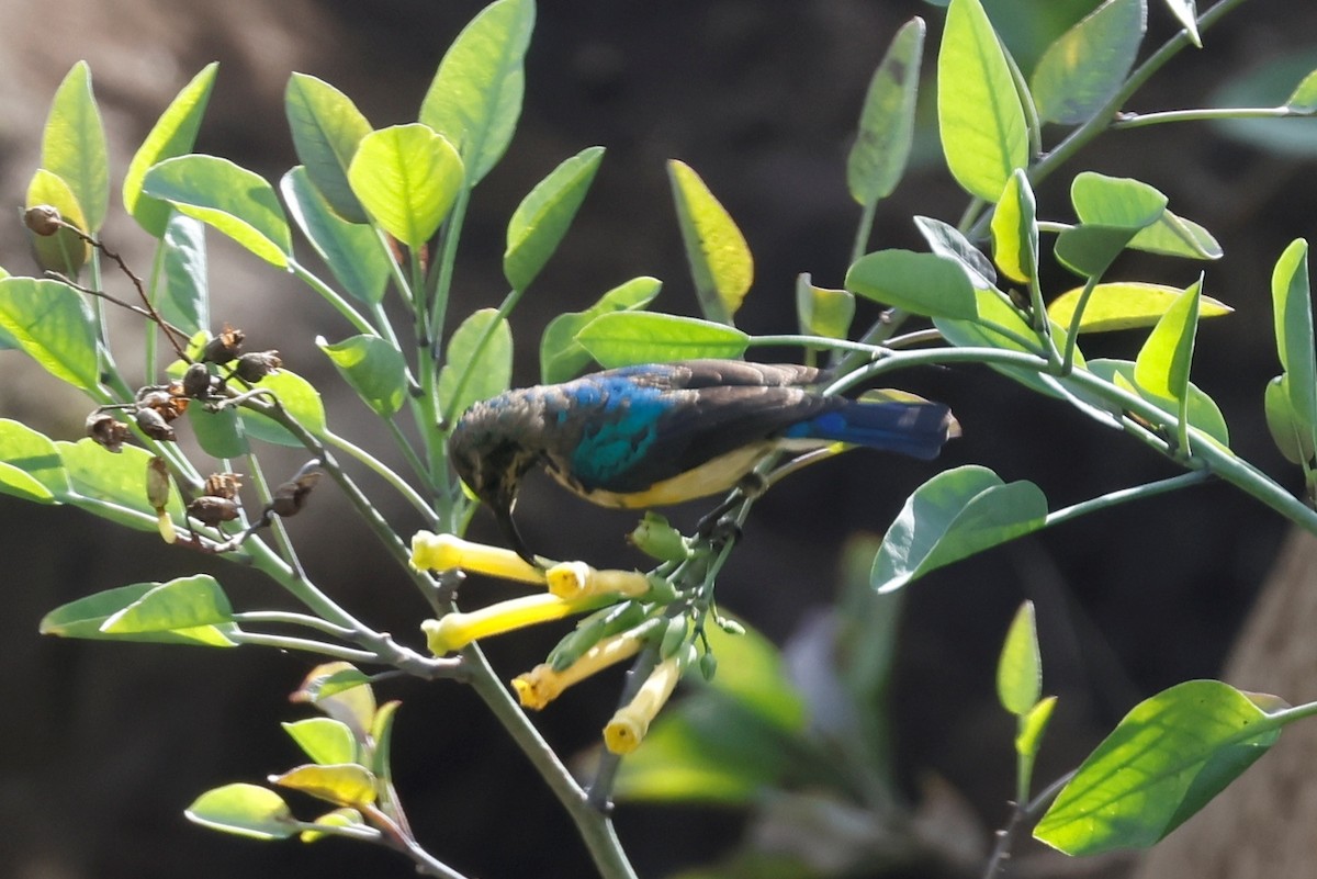 Variable Sunbird - ML631621738