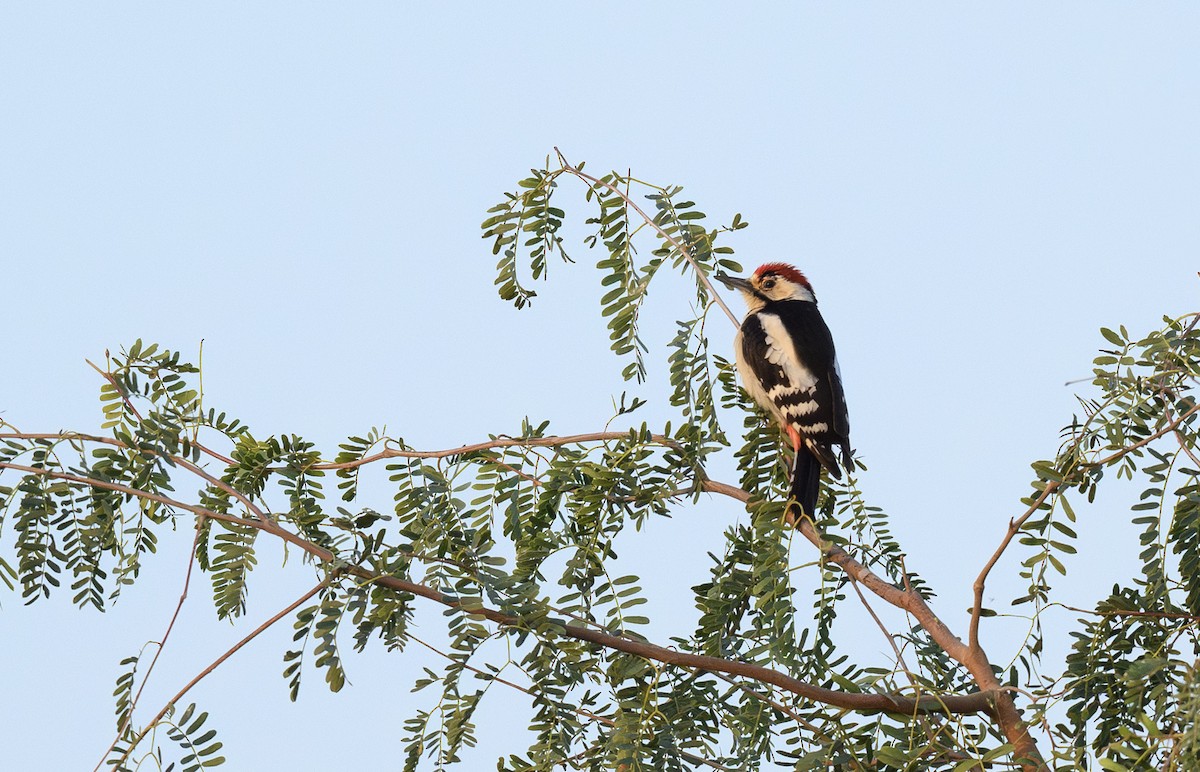 Sind Woodpecker - ML631621941