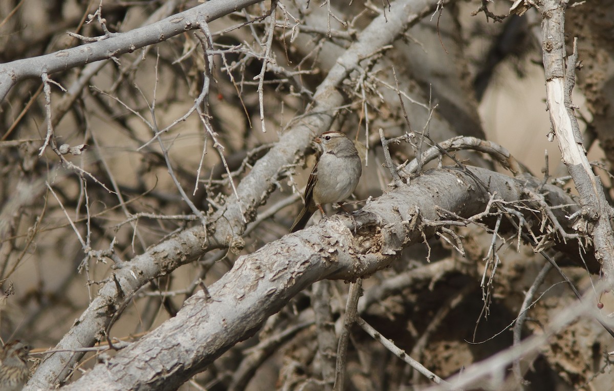 White-crowned Sparrow - ML631621955