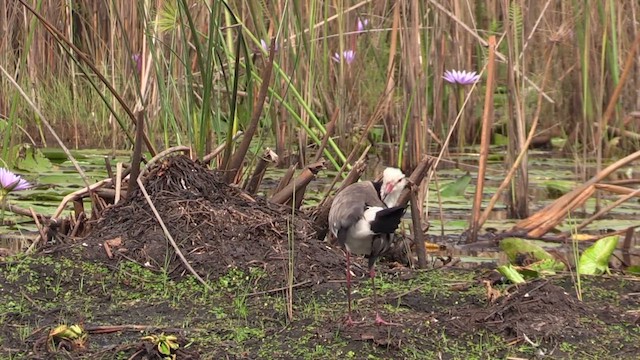 Long-toed Lapwing - ML631622010