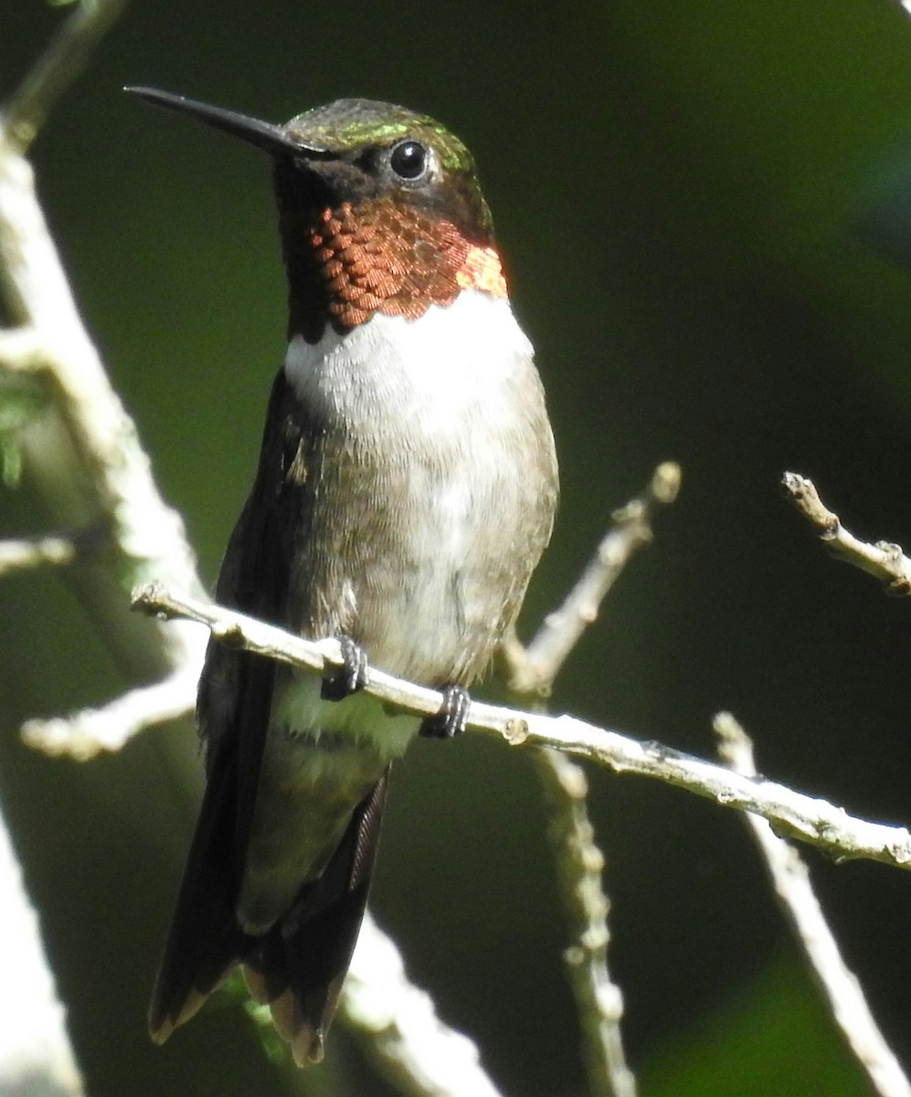 Colibri à gorge rubis - ML63162211